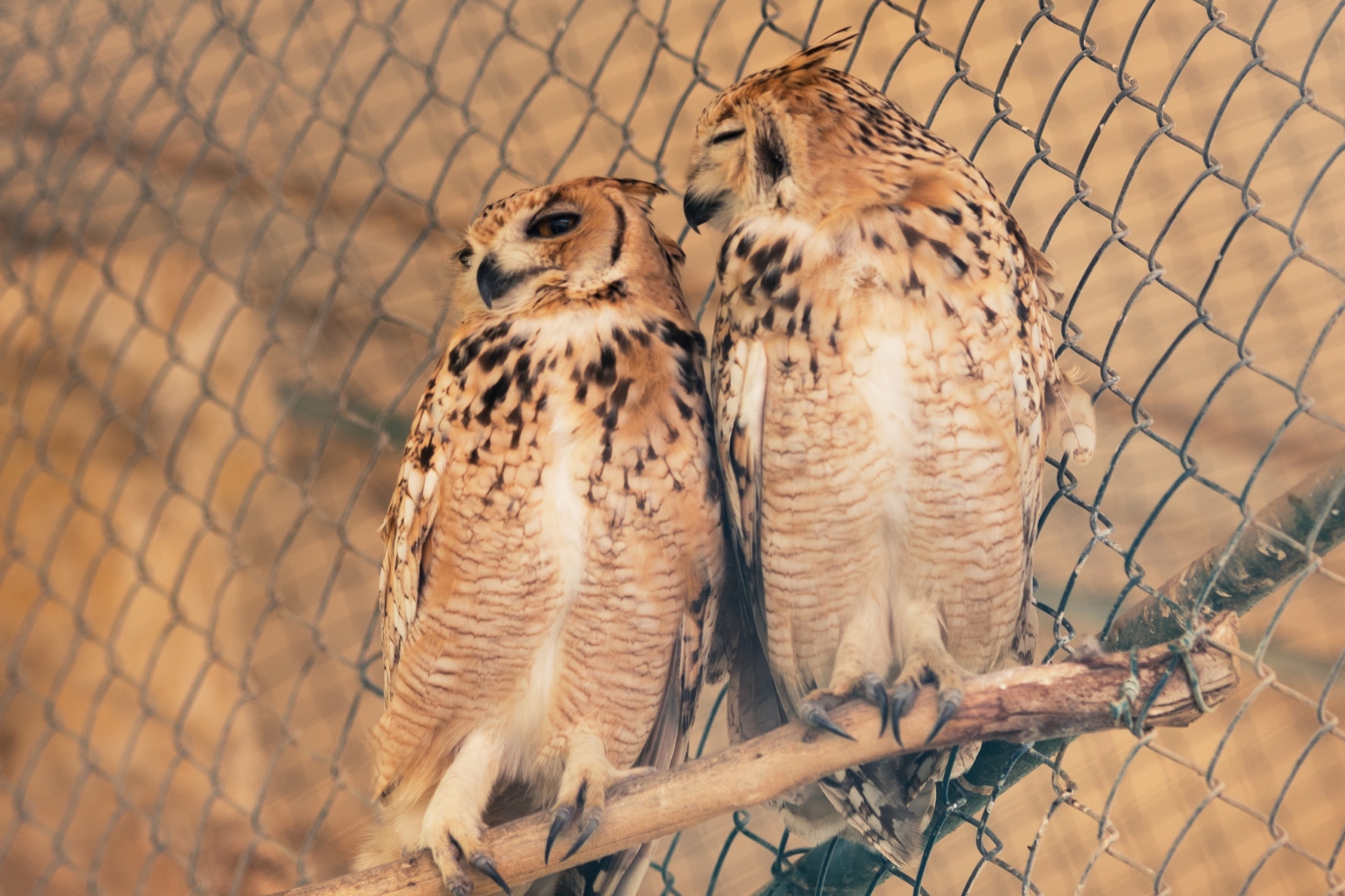 two brown owls nestle on a perch