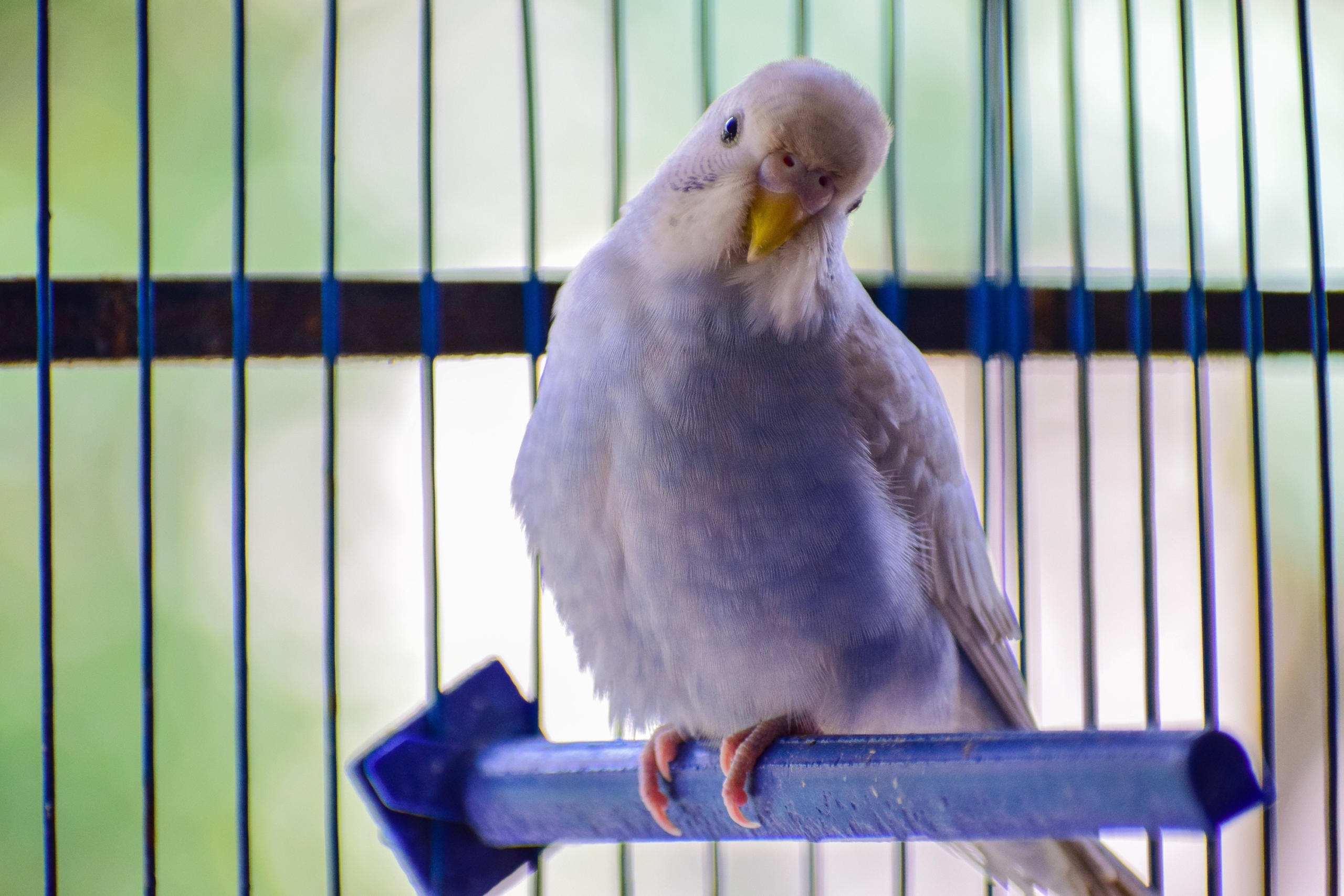 a white bird stands perched in a cage