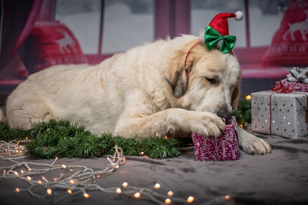 a yellow lab paws a red Christmas present in front of more Christmas presents