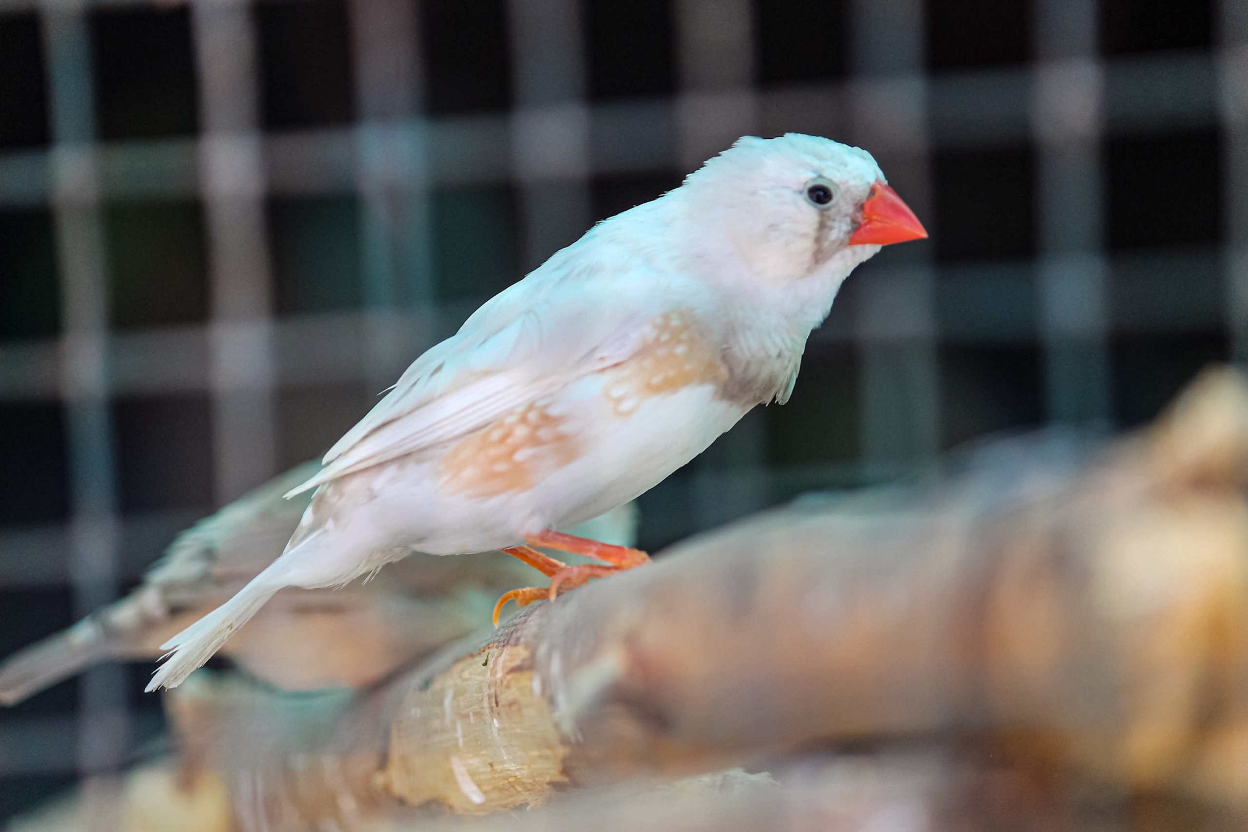 a side view of a zebra finch on a wooden perch