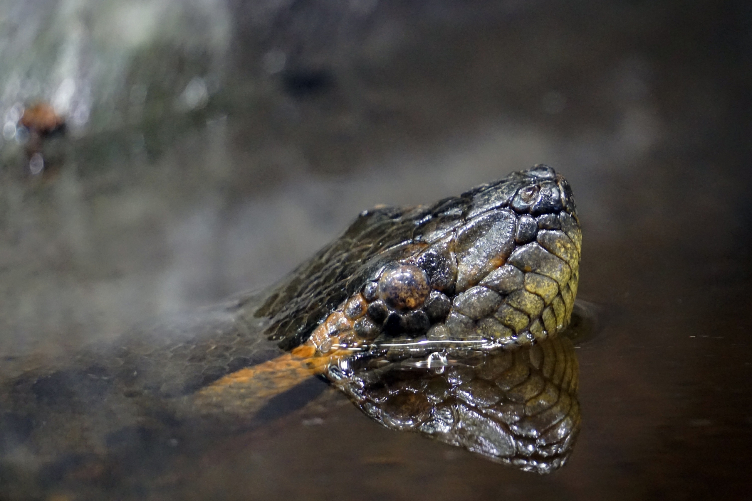 Anaconda in a jungle river