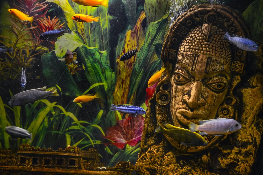 五颜六色的慈鲷鱼在水生植物和部落面具装饰前游动