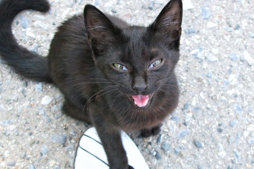 Black kitten meowing