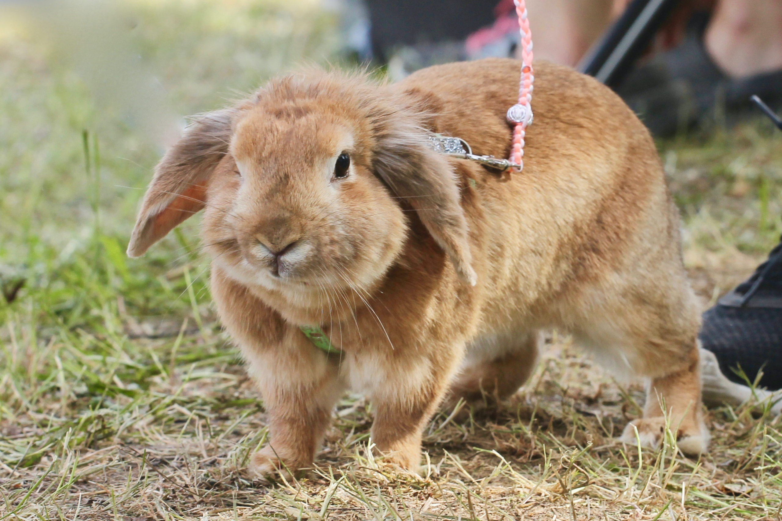 a large beige rabbit in a harness walks outdoors
