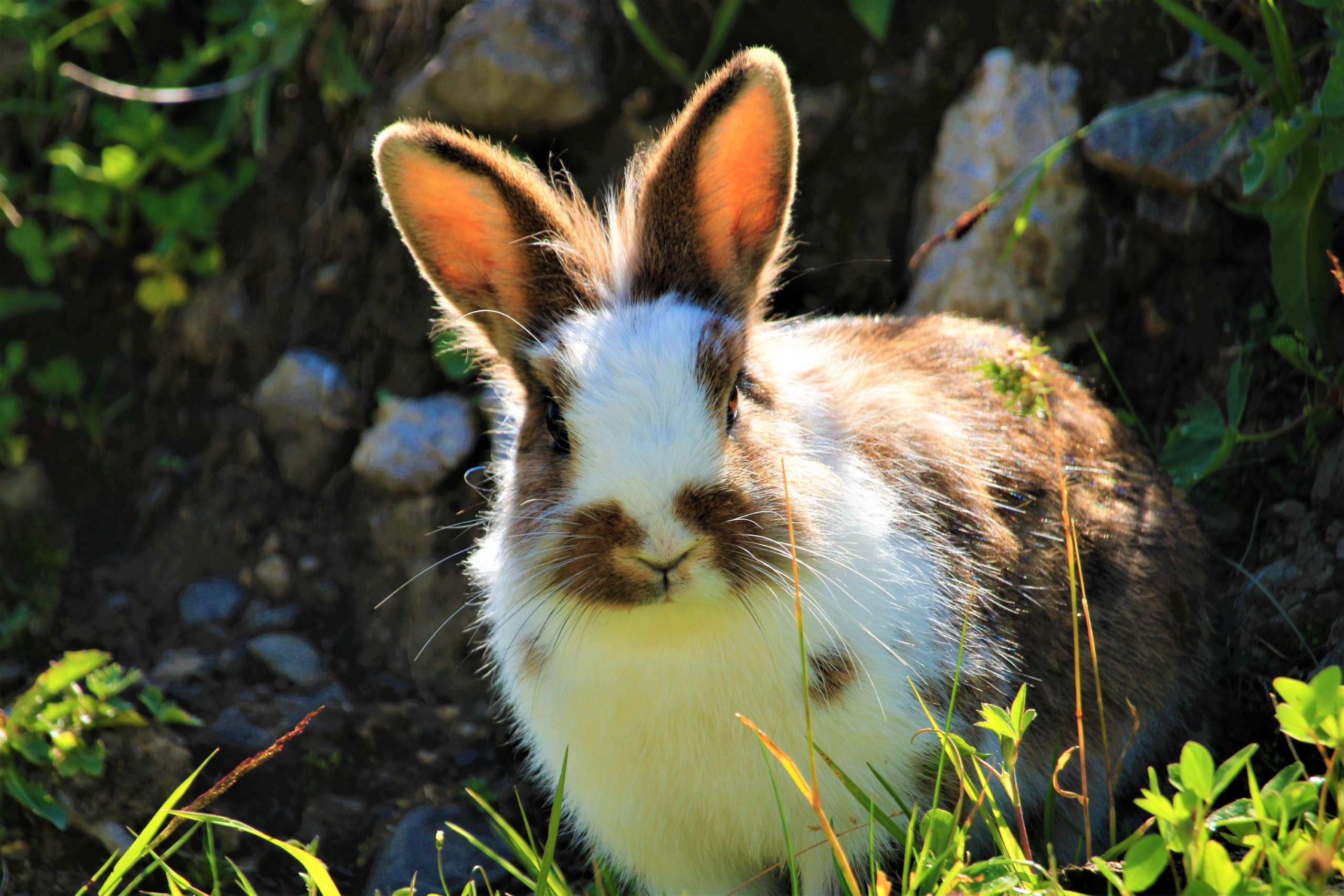 a brown and white rabbit stands in the grass with sunlight on its ears