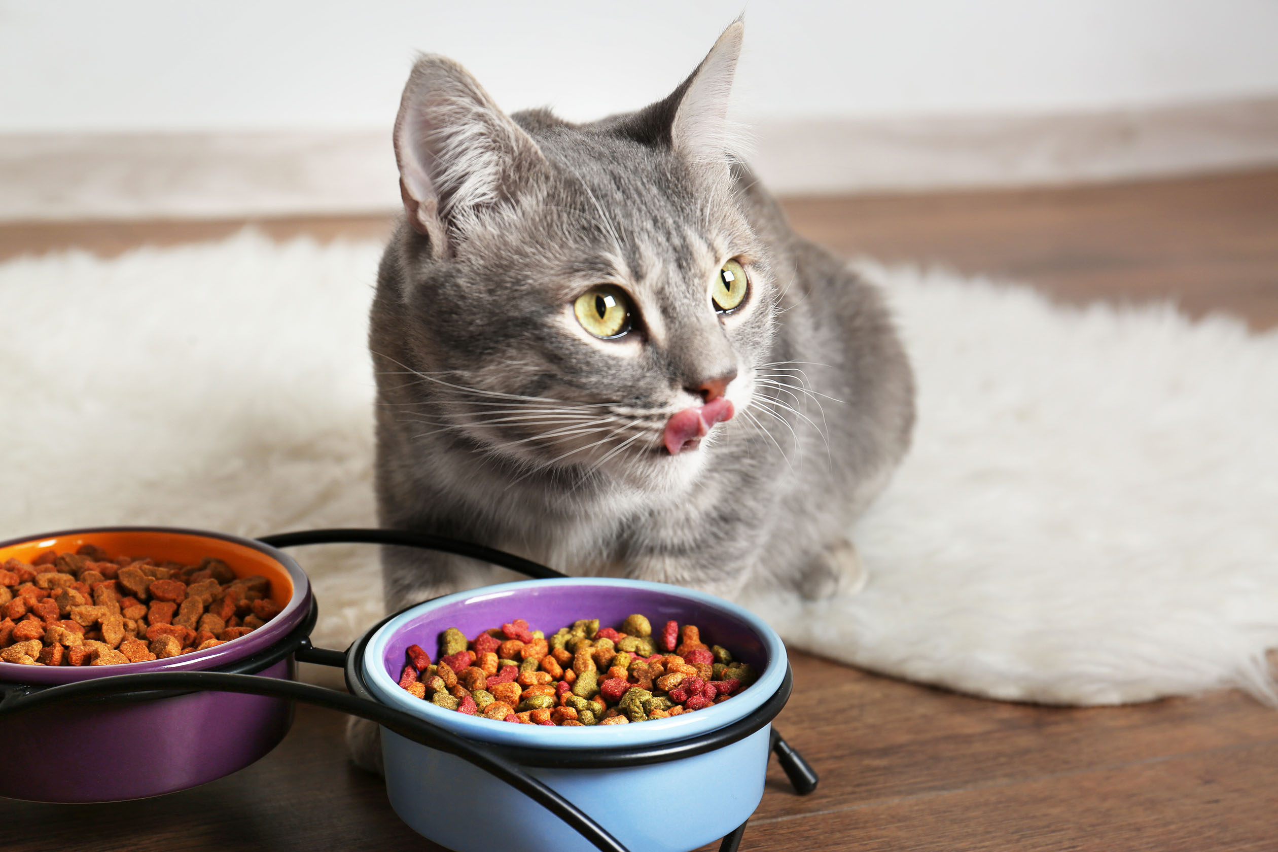 Cat Begging for Food? Here's to Stop This Behavior PawTracks