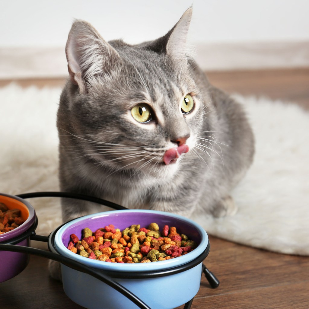 Car eating from a food bowl