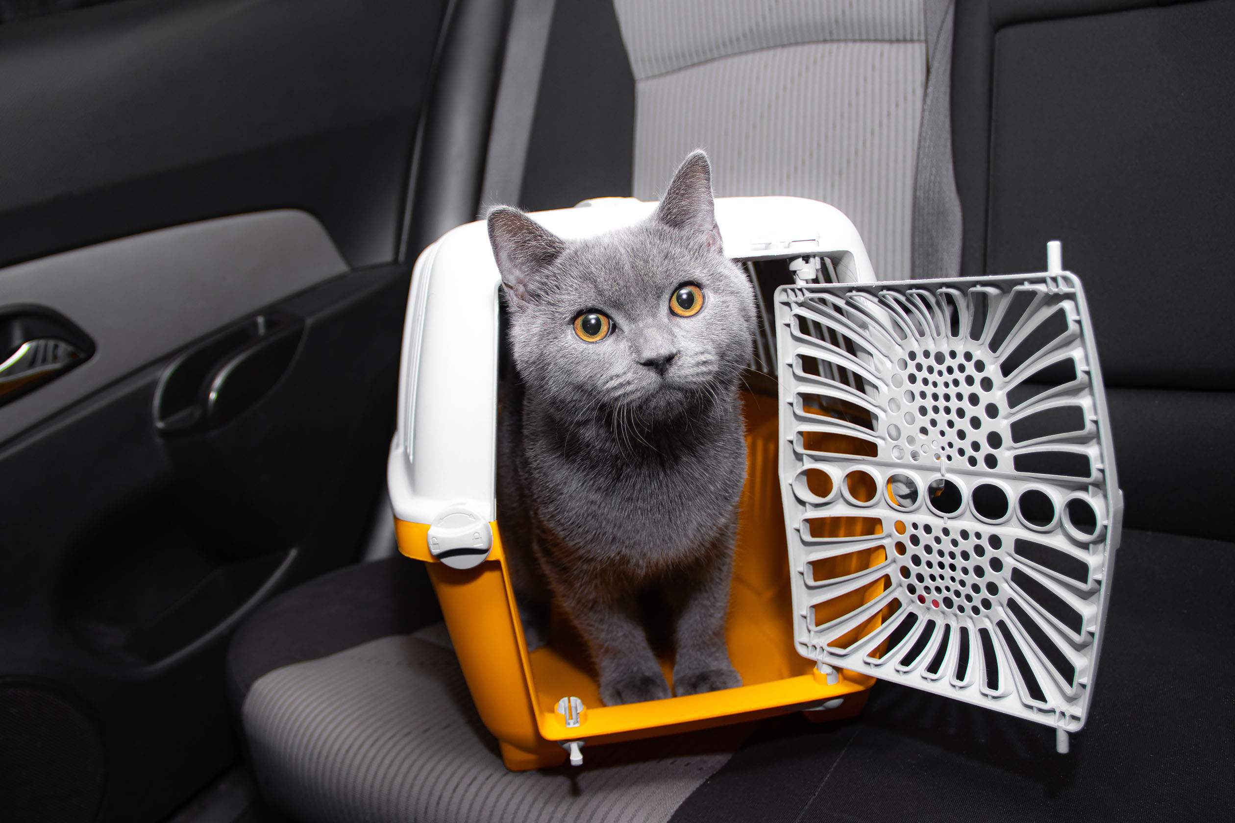 The 7 Best Cat Car Seats to Keep Your Kitty Safe and Calm PawTracks