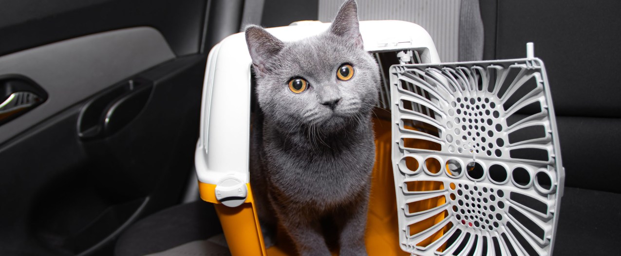 Cat in carrier in a car