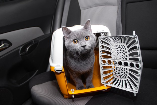 Cat in carrier in a car