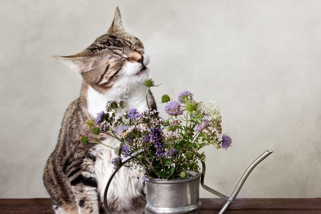 Cat sneezing with flowers