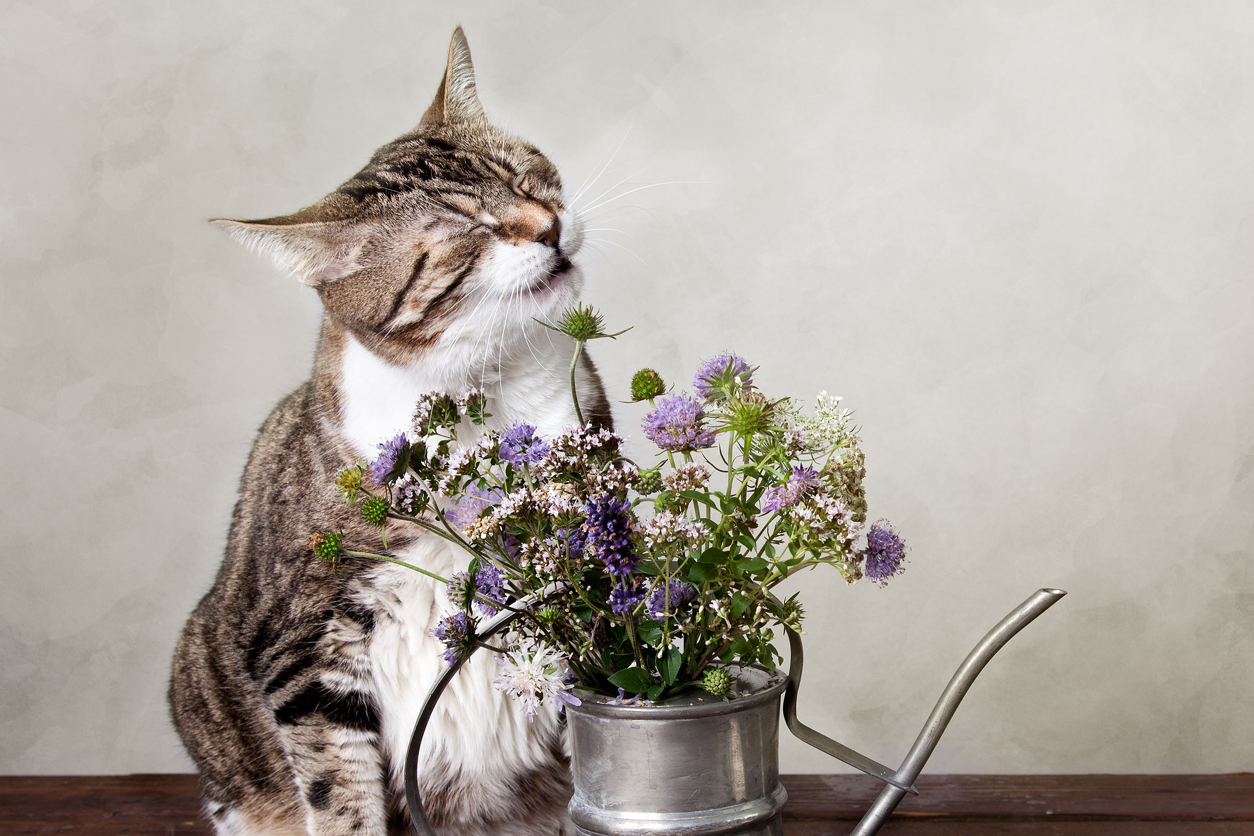 Cat sneezing with flowers