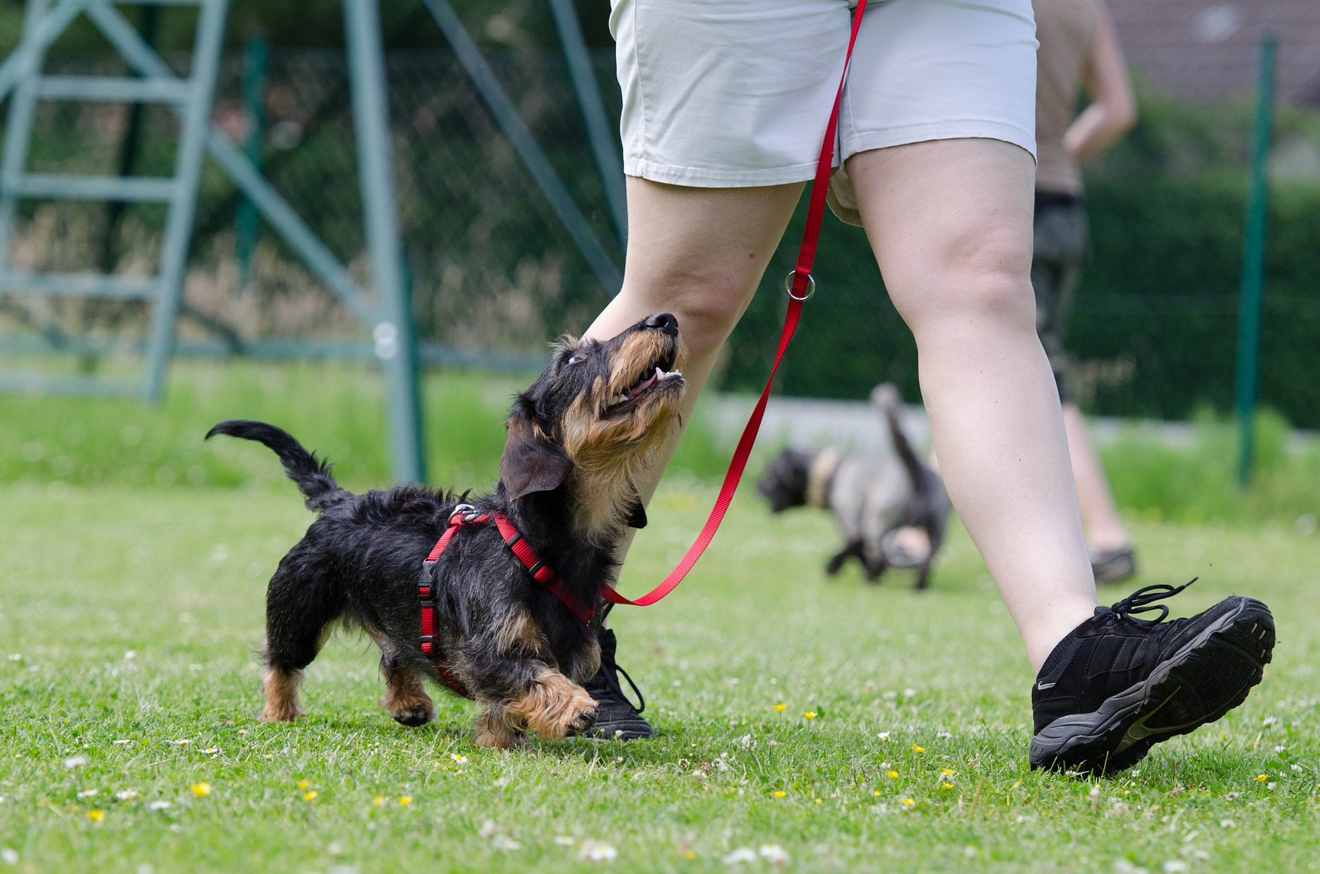 dachshund-on-red-leash