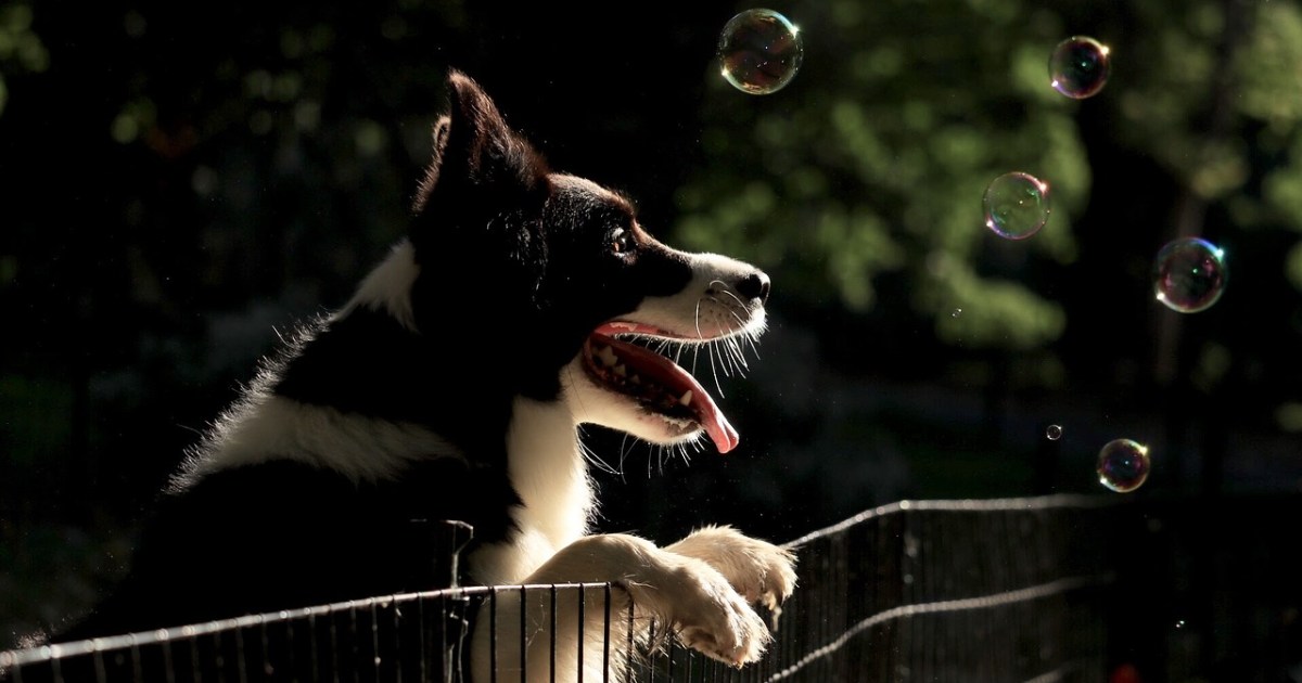 Everything you need to know about electric dog fence installation