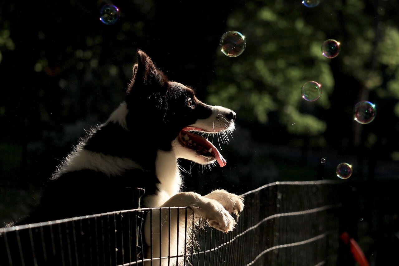 dog-on-fence-with-bubbles