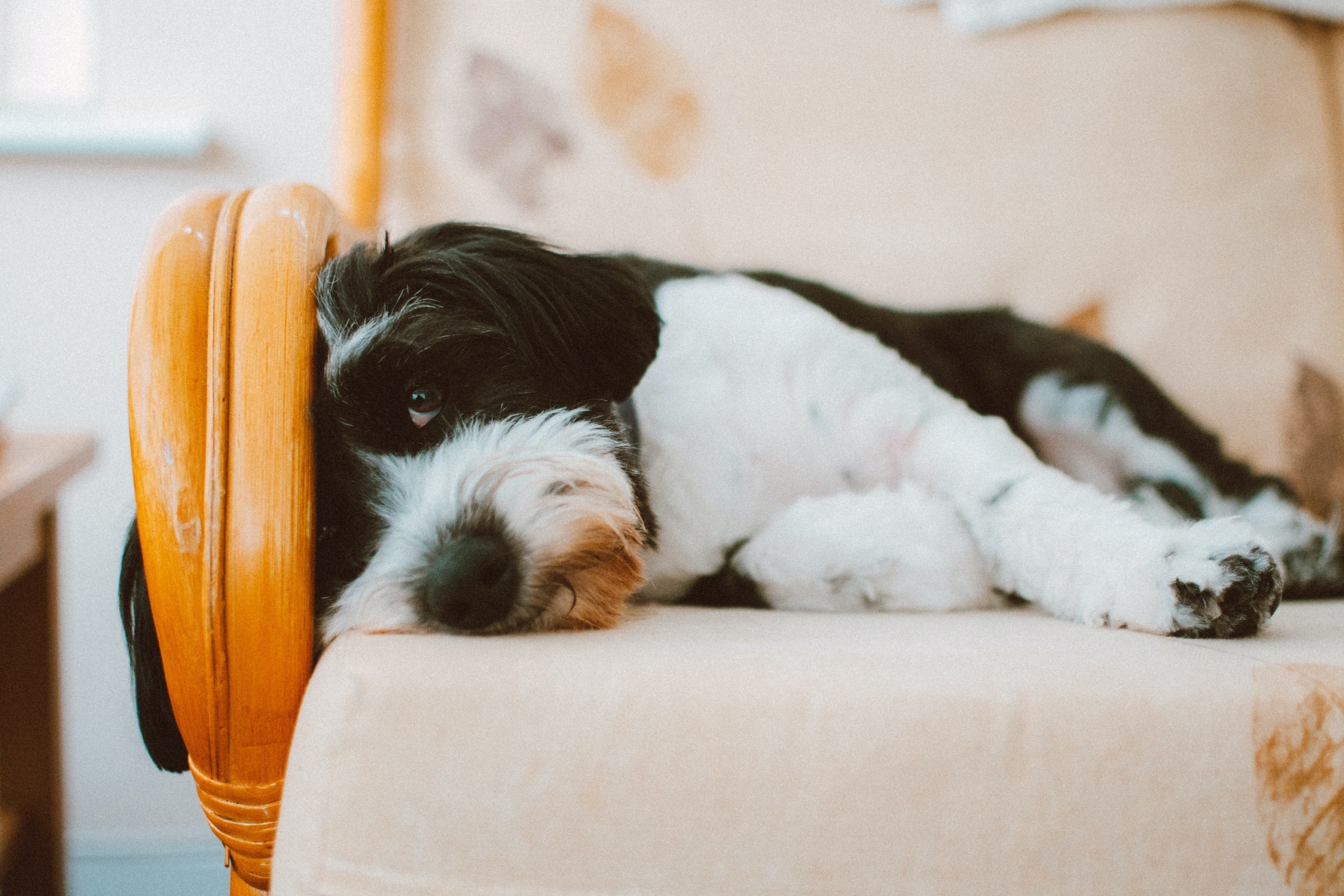 a black and white long-haired dog sleeps on their side on a beige chair