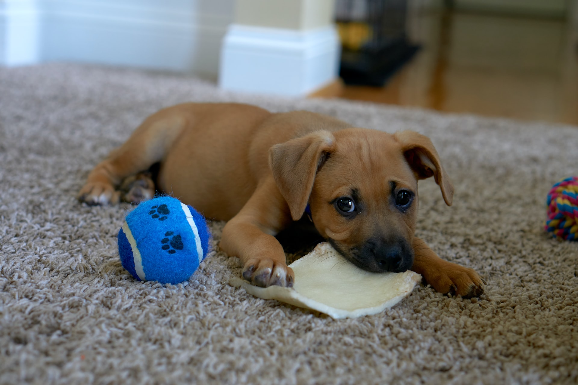 puppy-chewing-on-toys