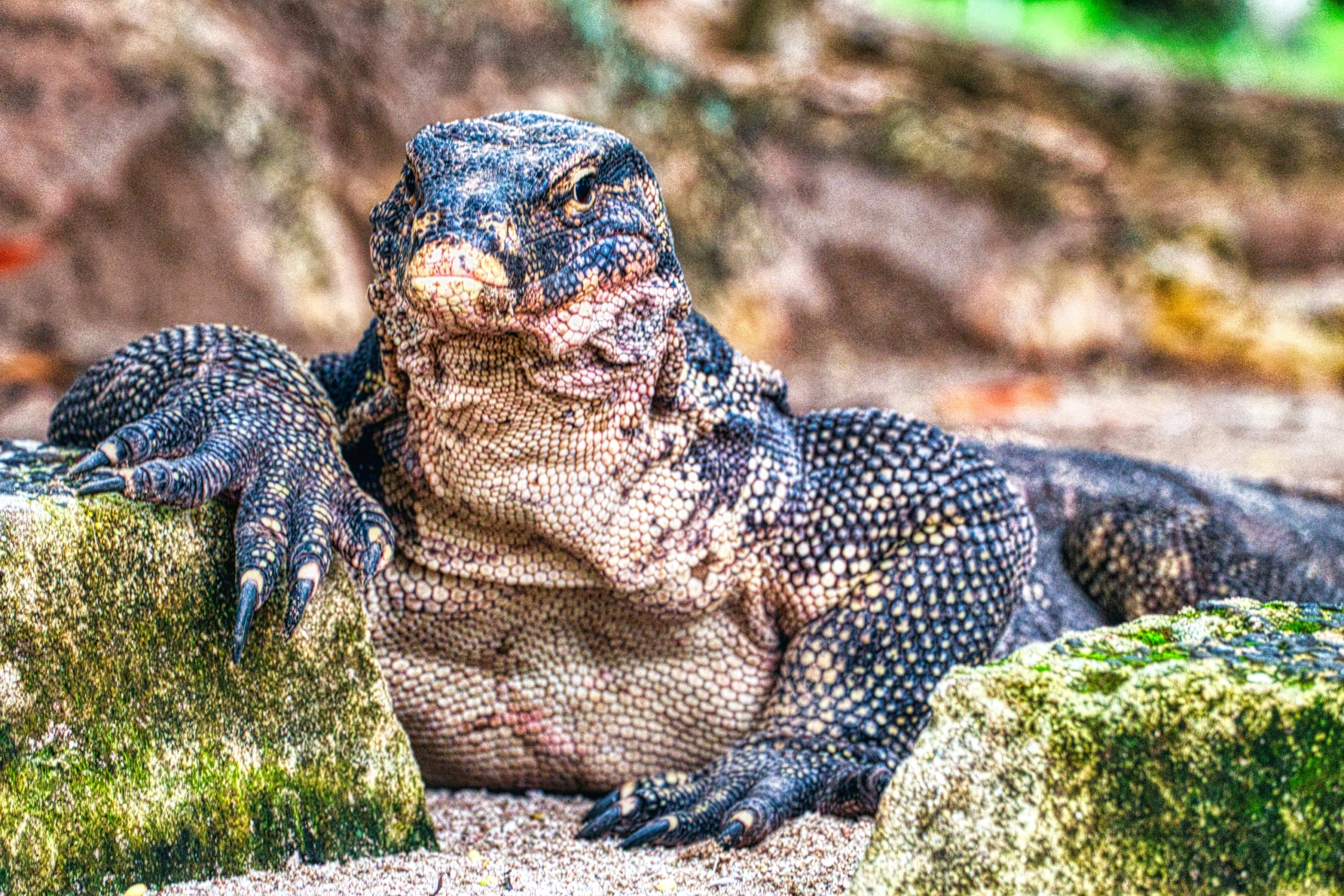 Komodo drakonas ant žalios žolės