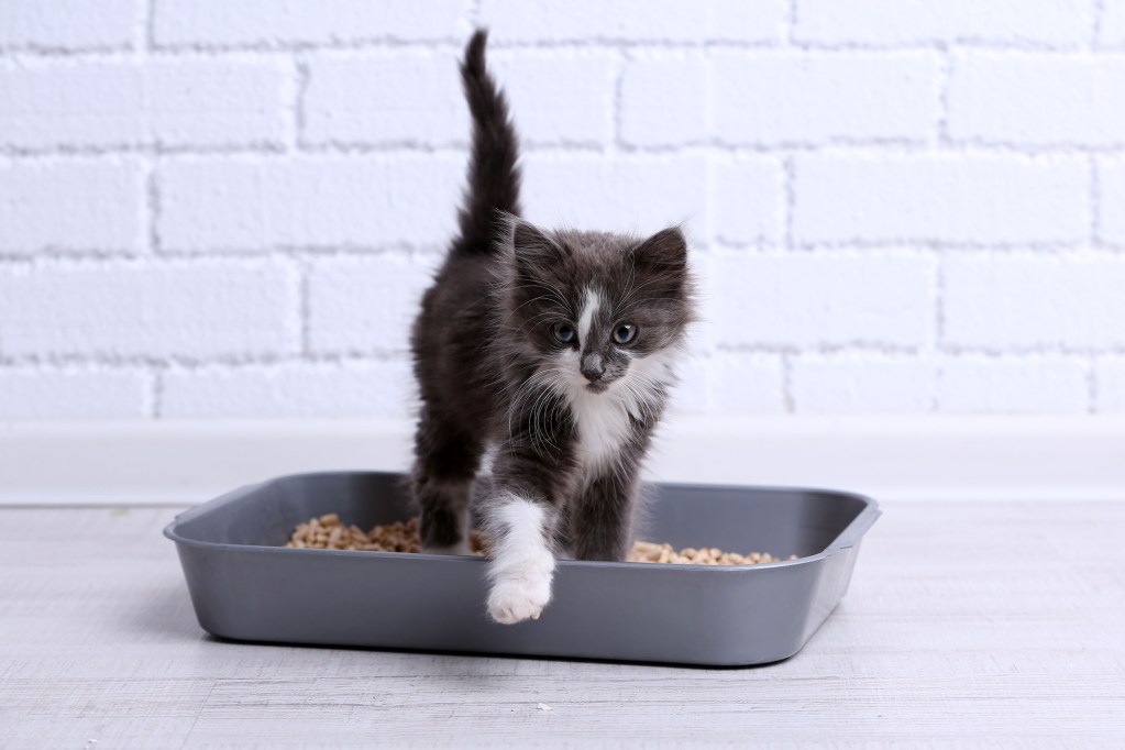 Kitten using a litter box