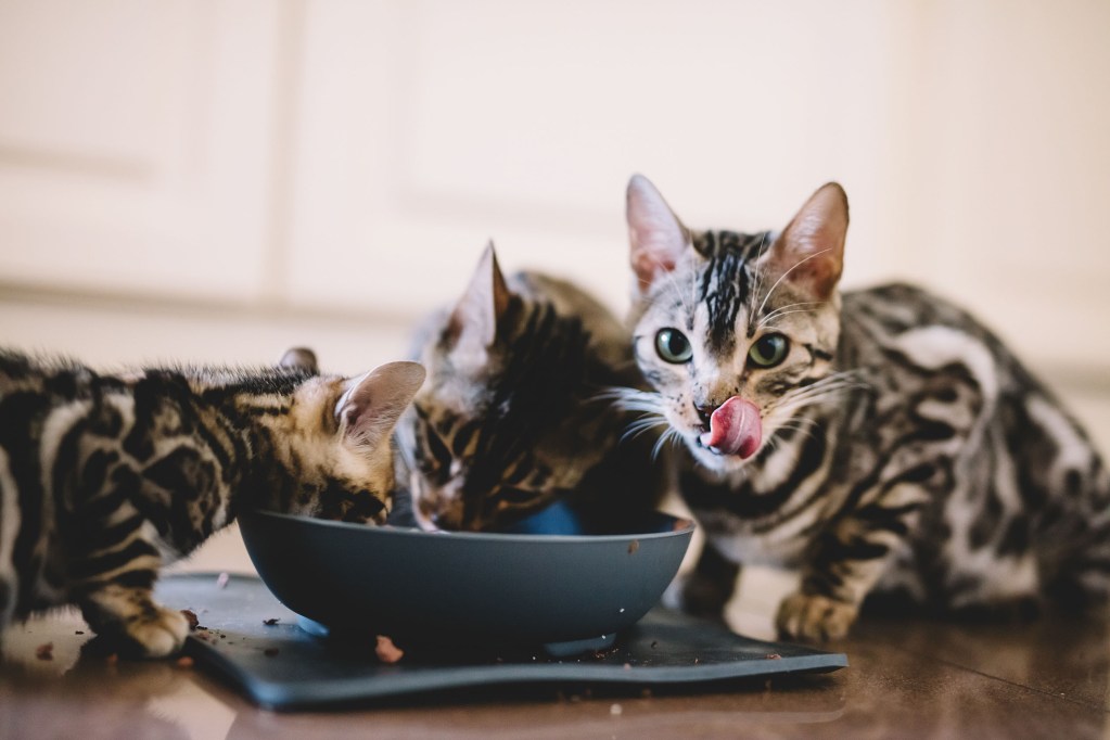 Kittens eating together from a bowl