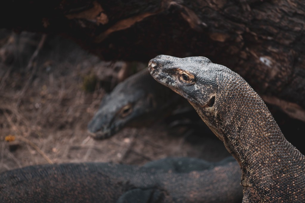 Komodo drakonai guli ant uolų