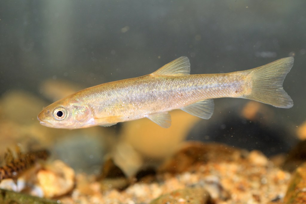 minnow veisimas, keliantis ryškias akvariumo rezervuarų uolas
