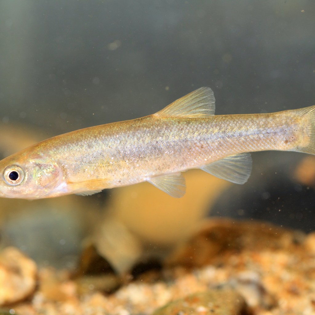 minnow breeding raising bright aquarium tank rocks