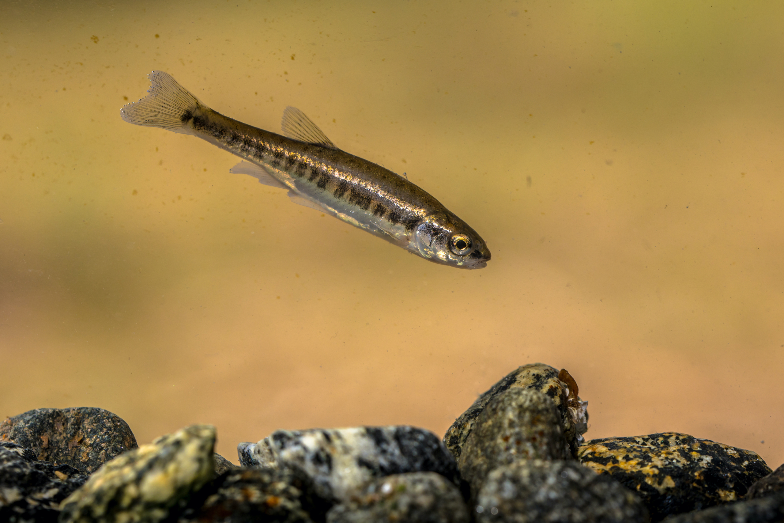 Learn How Fast Minnows Reproduce