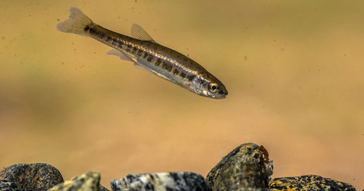 Minnows veisimas ir auginimas: ką reikia žinoti