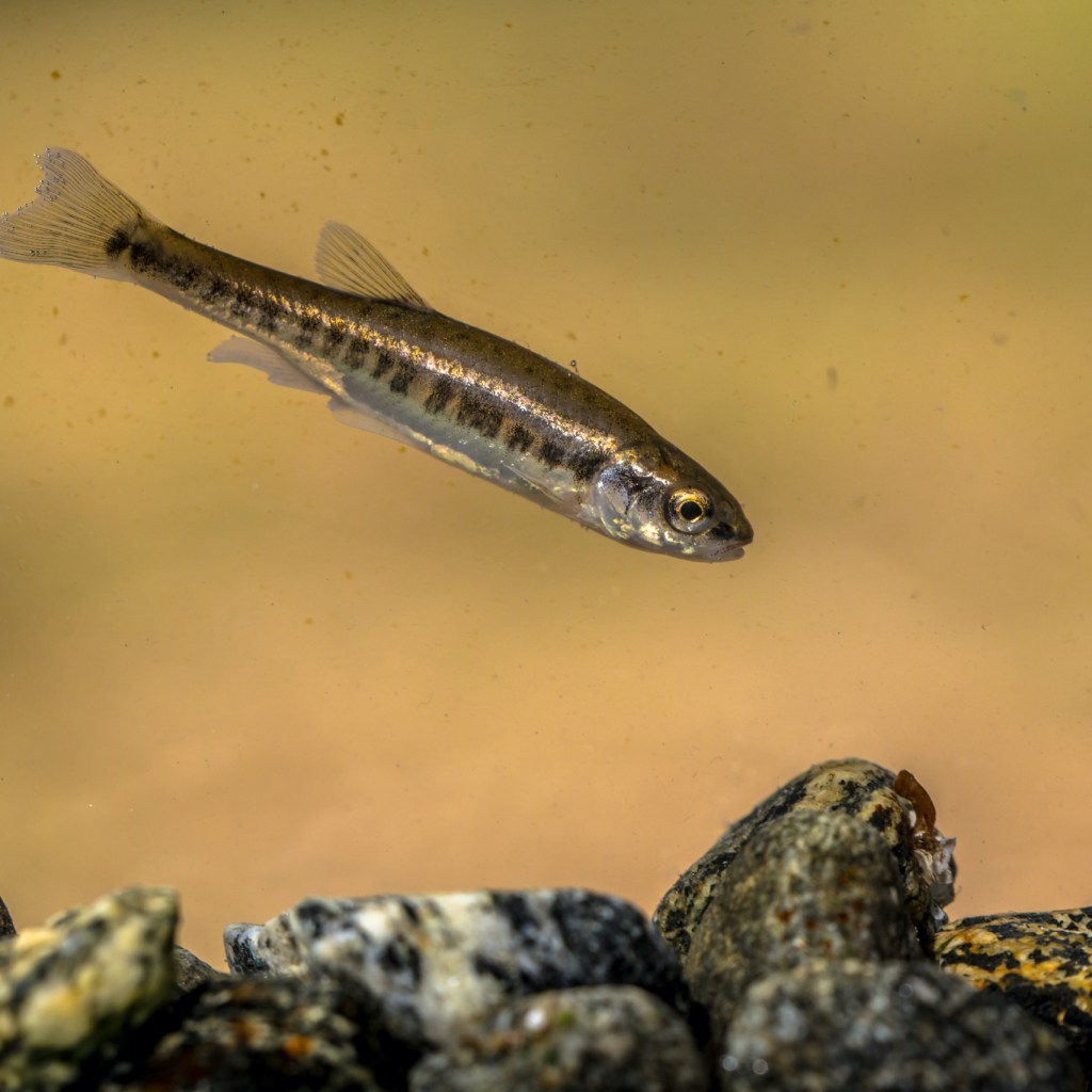 a striped minnow swims in a tank with rocks