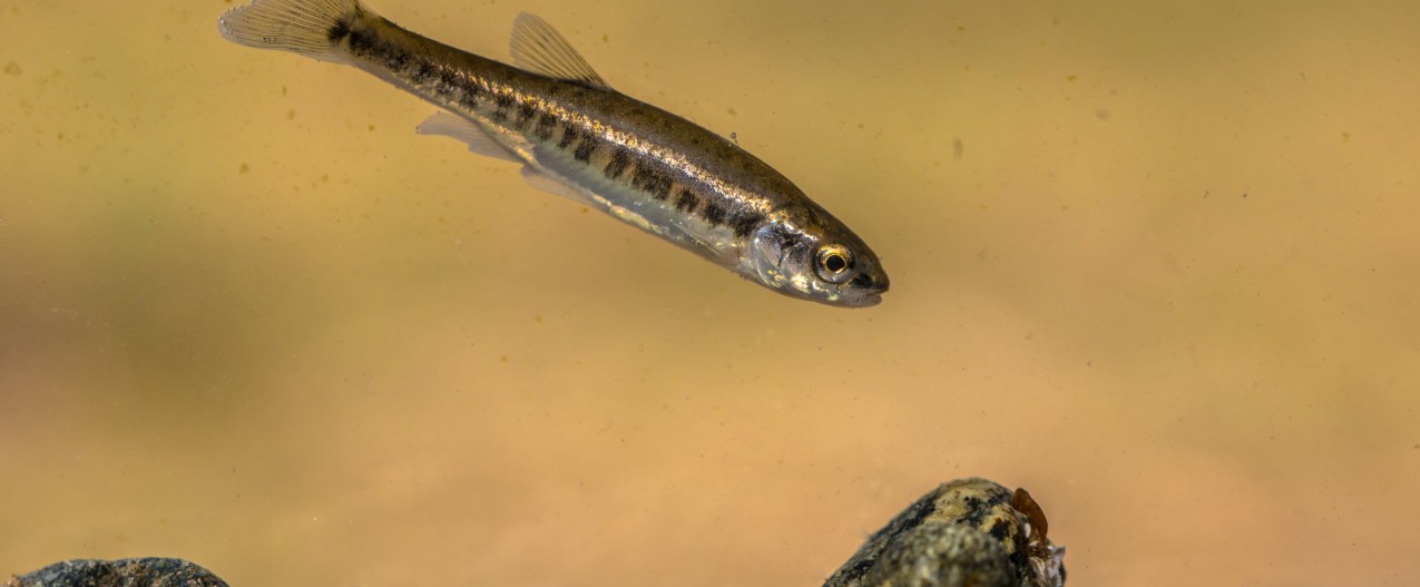 a striped minnow swims in a tank with rocks