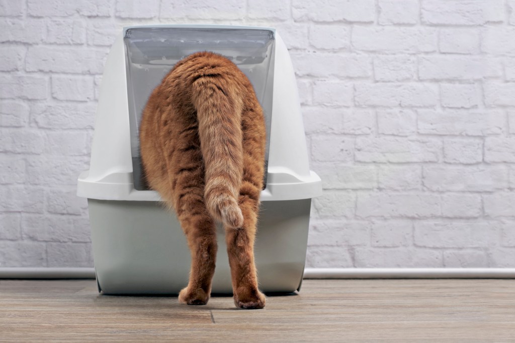 Orange cat climbing into a litter box