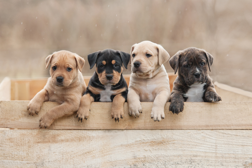 four-puppies-in-a-wooden-box