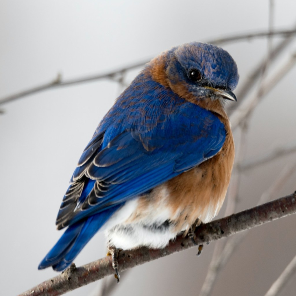 Small Brown and Blue Bird