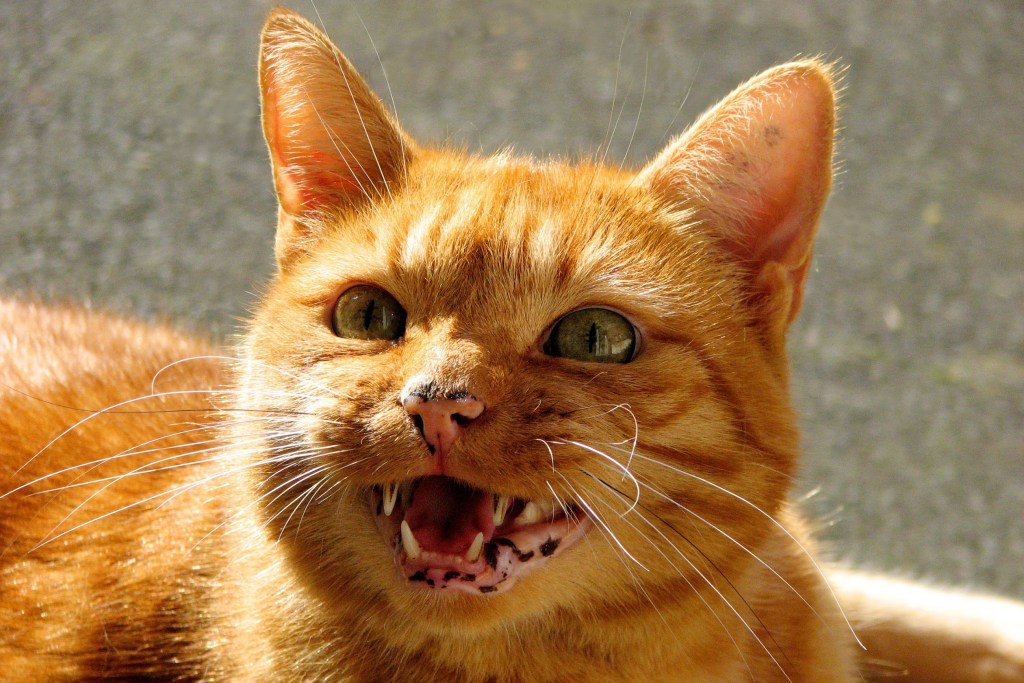 Dryžuota oranžinė katė miaukia