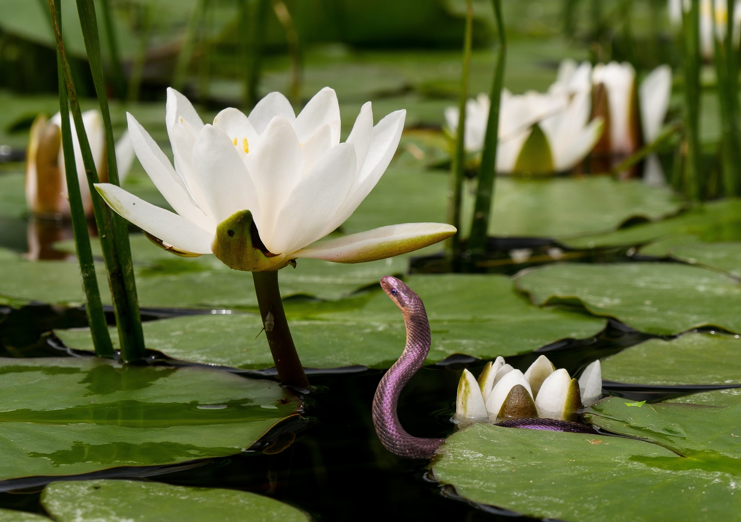 Water snake and water lily