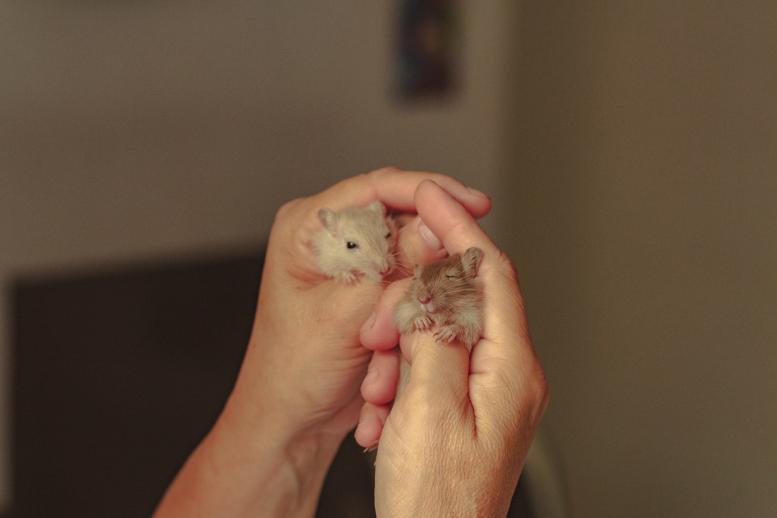 Holding Small Hamsters in Hands
