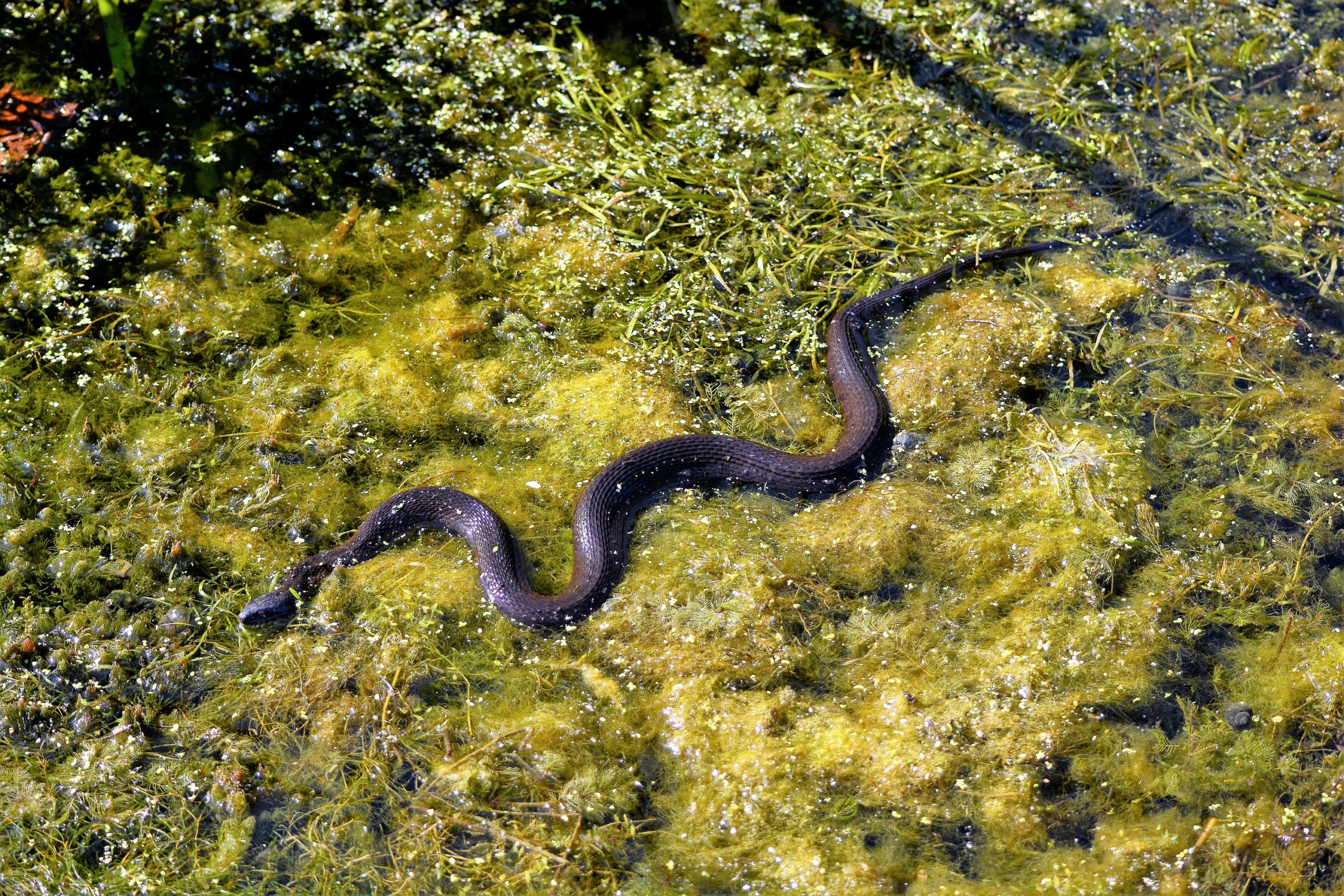 Водяная змейка. Водянка змея водная. Черная водяная змея. Змея плавает. Пятнистая водяная змея.