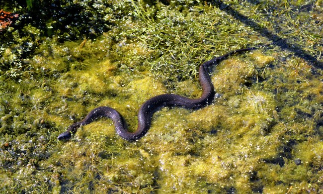 Water snake swimming through seaweed