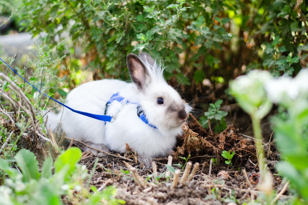 How To Choose The Best Harness For Your Rabbit | PawTracks