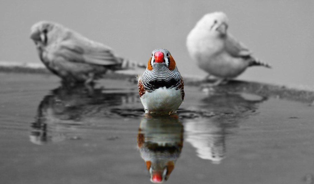 Zebra Finch su raudonu kupolu