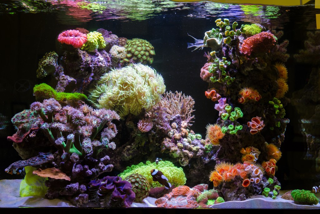 professioneel Knorretje Er is behoefte aan Check Out These Saltwater Aquarium Plants For Your Aquarium | PawTracks