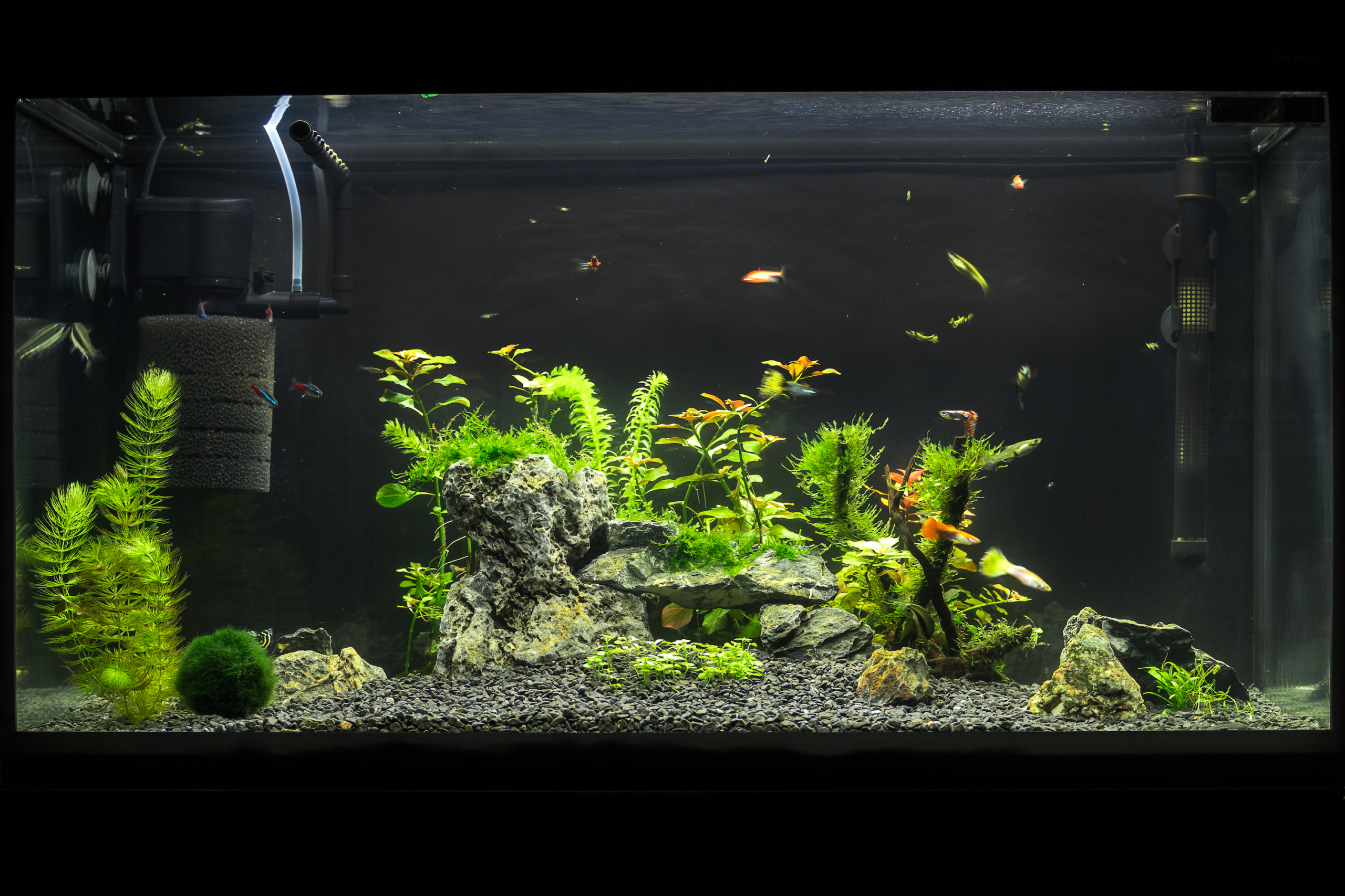 These 4 Submersible Aquatic Pumps Will Keep Your Tank Clean PawTracks