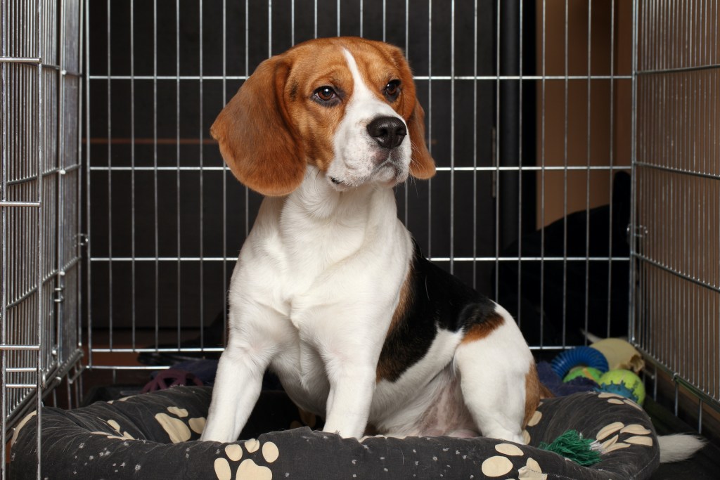 Beagle sits in their bed in a crate, looking off to the side