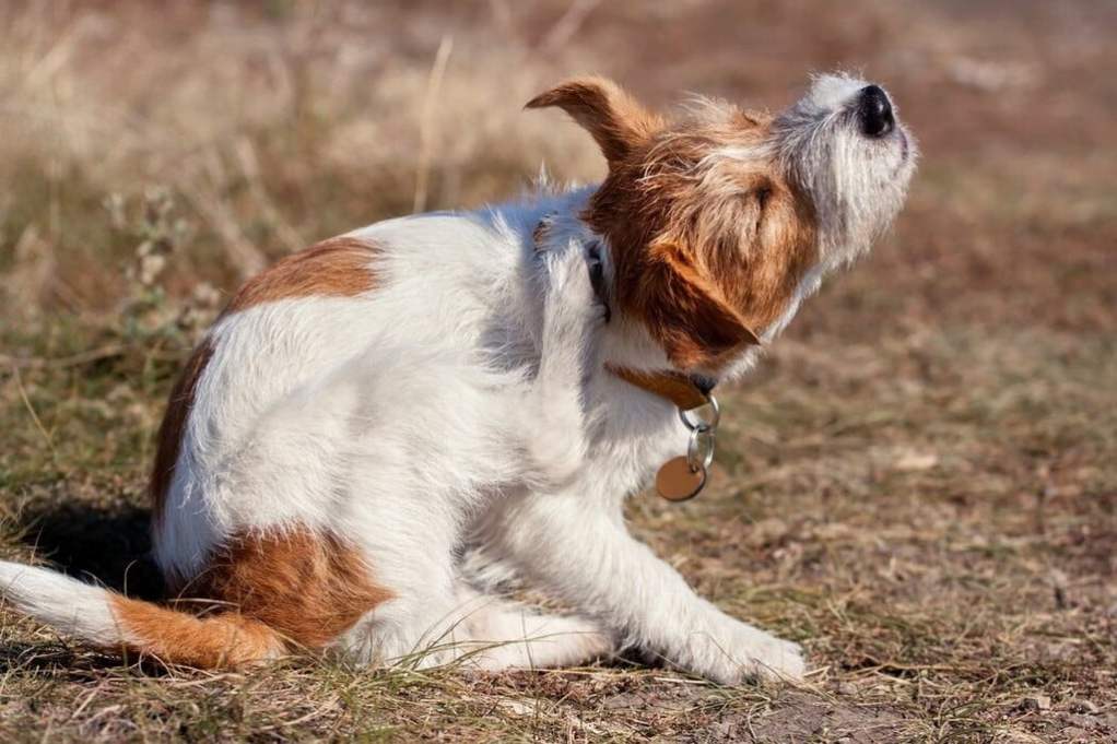 Dog scratches his head