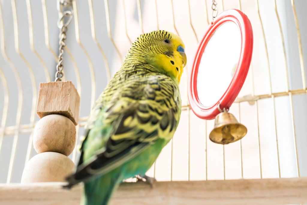 Parakeet looks at himself in the mirror