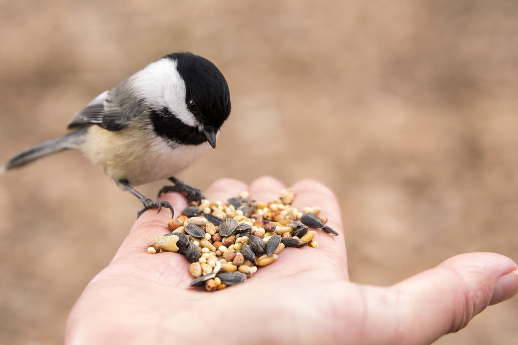 A chickadee perches on someone's hand to eat seeds