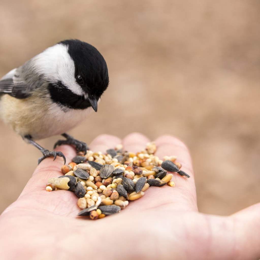 A chickadee perches on someone's hand to eat seeds