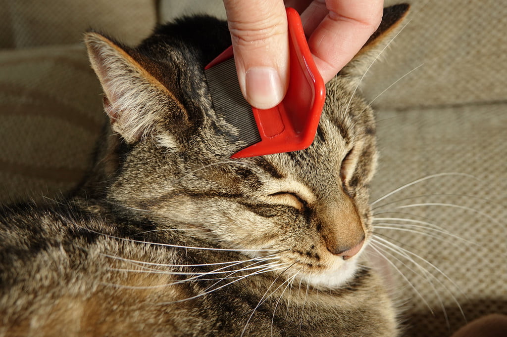 Combing a cat's head with a flea comb