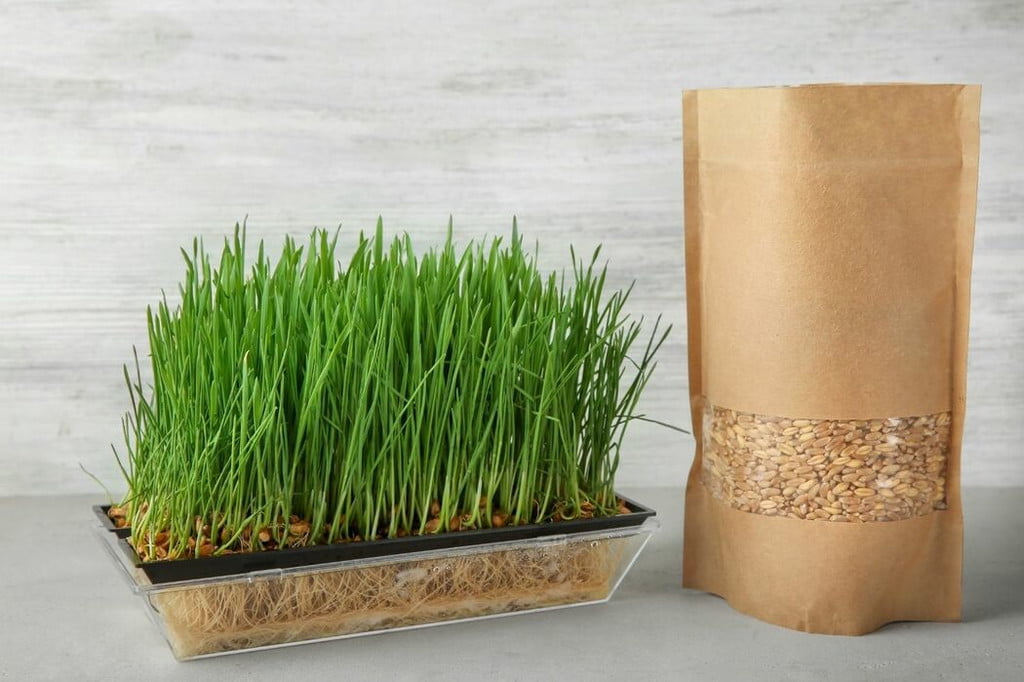 Cat grass in a planter on the counter